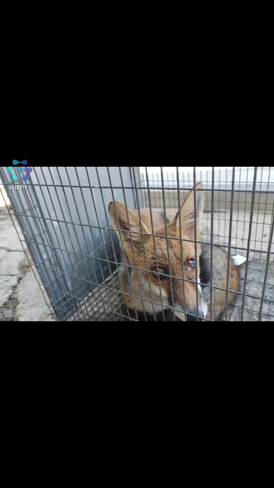 Video de @gupiuser156147