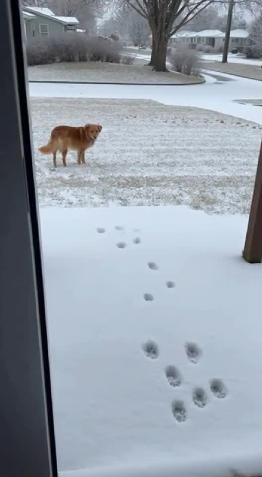Dog Changes Mind About Winter in 1 Second! 🐶❄️😭