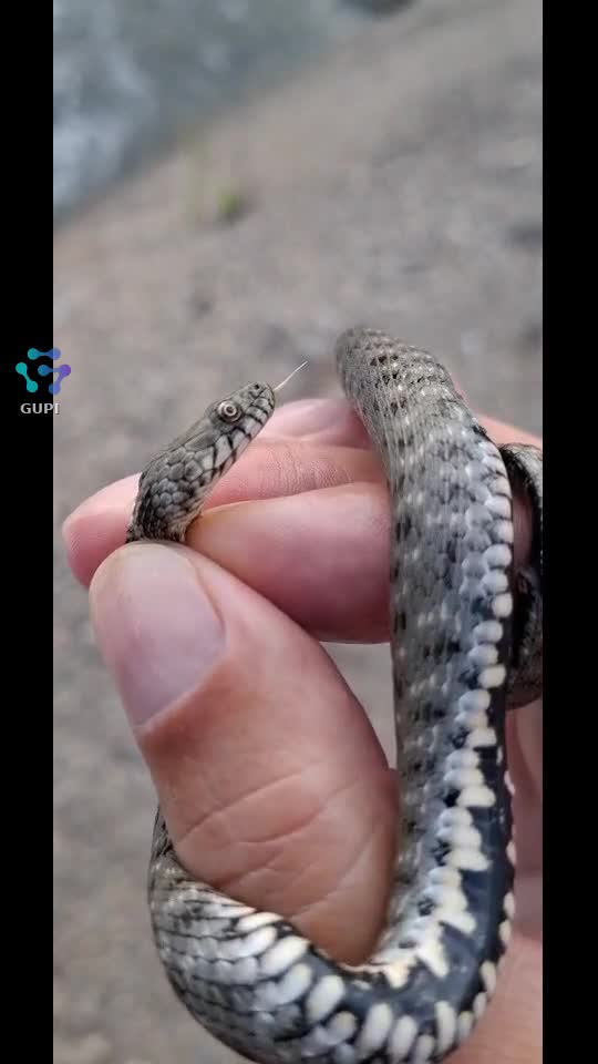 Video de @gupiuser397667