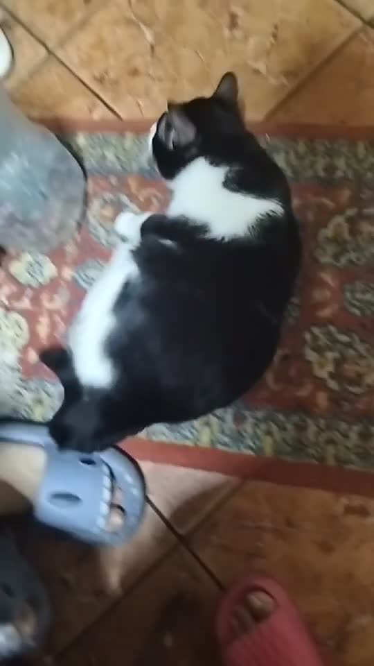 My cat!
