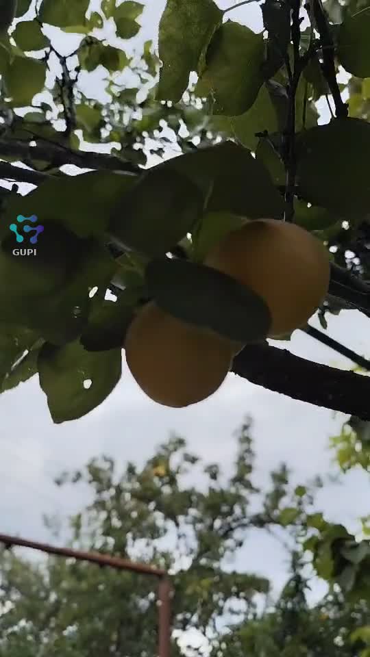 Video de @gupiuser156147