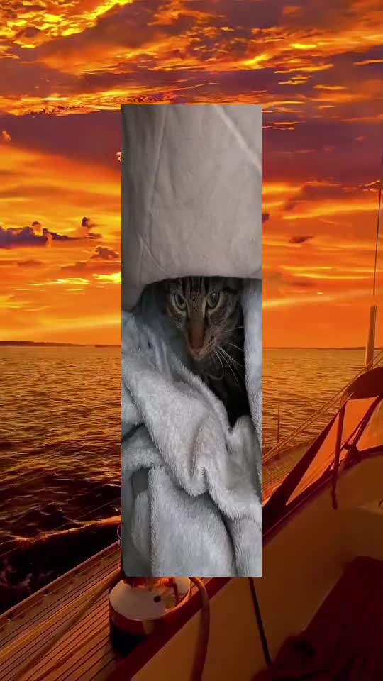 #cat