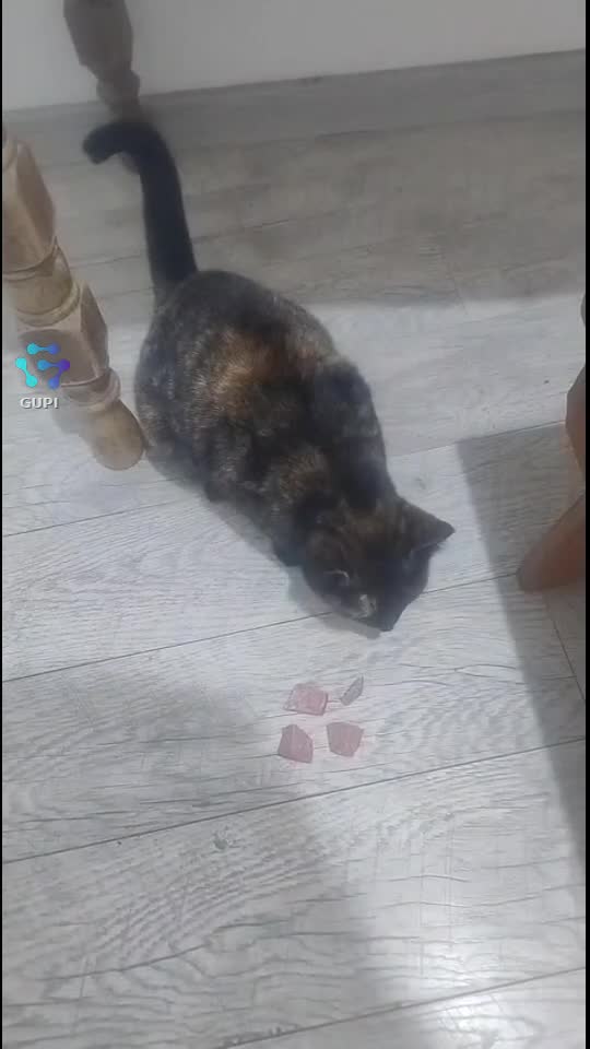 Video de @gupiuser165026
