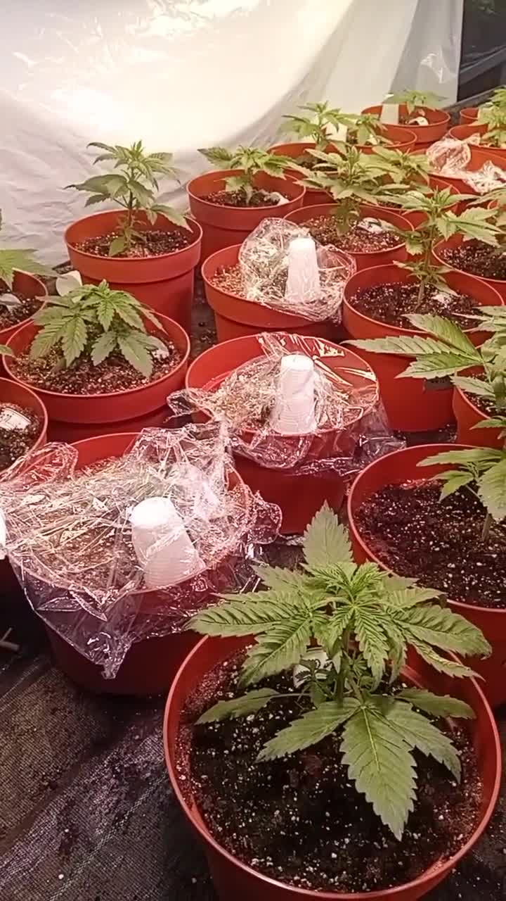 vând semințe de trifoi 😊😊😍😍🤗🤭🤭