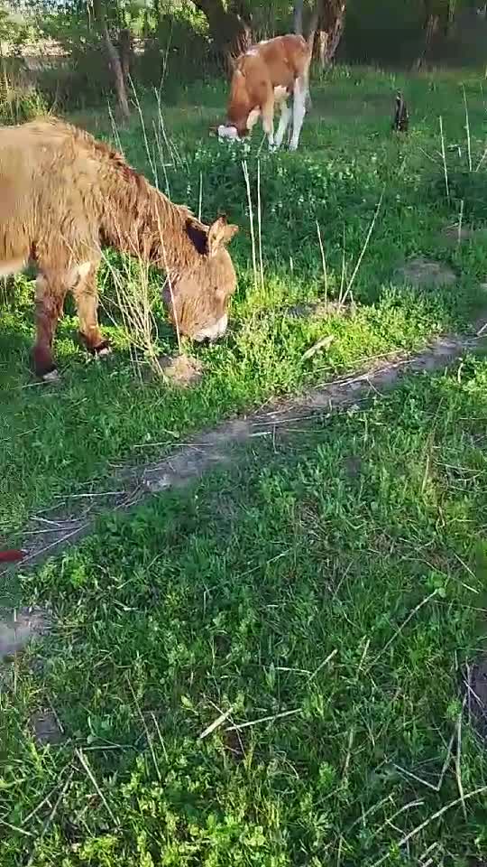 Tody și Maya papă iarba fresh
