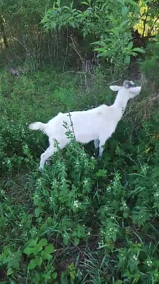 capritele papă mugur          ,