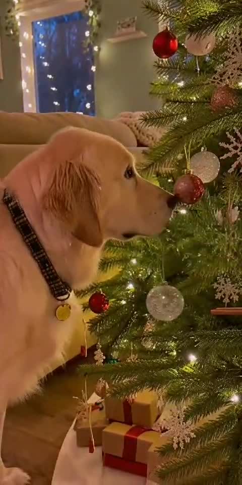 Dog vs Christmas Tree 🎄🐶