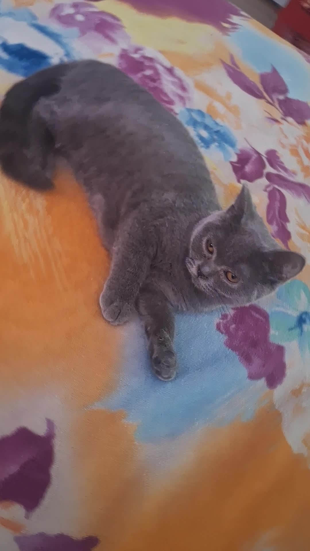 Maia