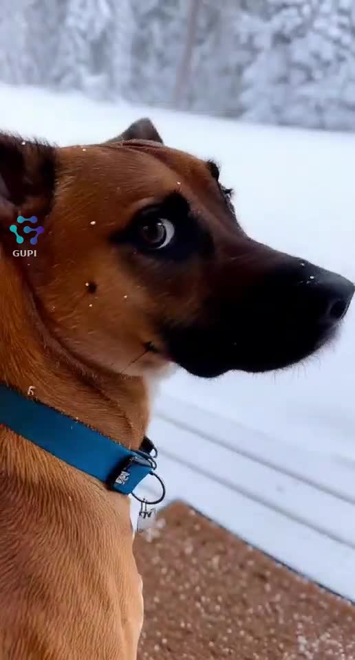 The Door Was a Trap – Dog Instantly Regrets Asking to Go Out! 🐶🚪❄️