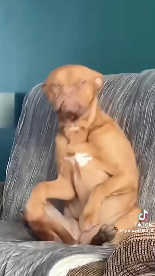 #dogs