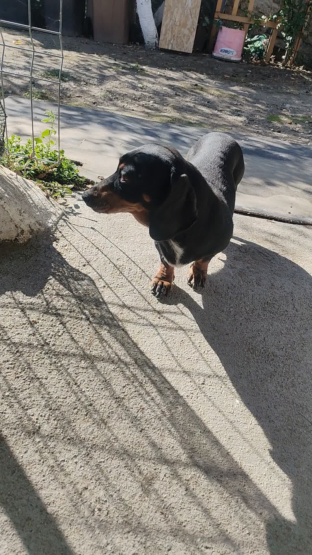 Lola, cățelușa mea draga!!!