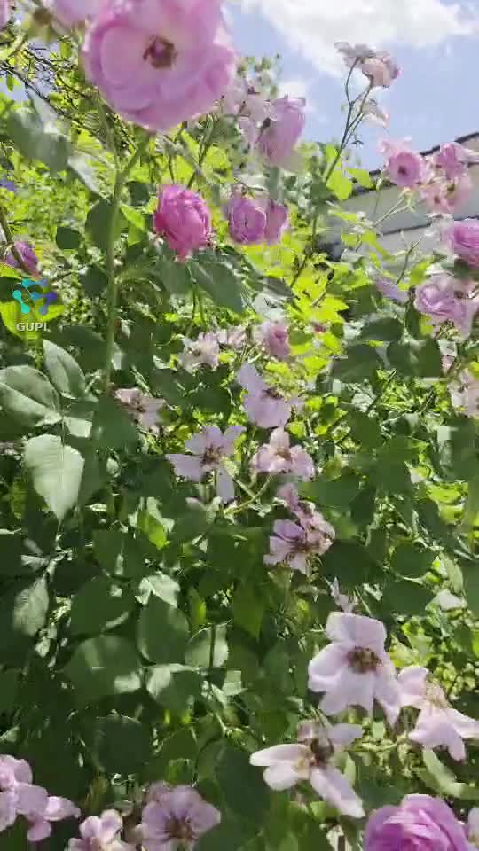 Video de @gupiuser156725