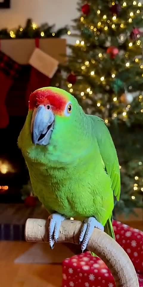 Parrot Singing Jingle Bells 🦜🎶