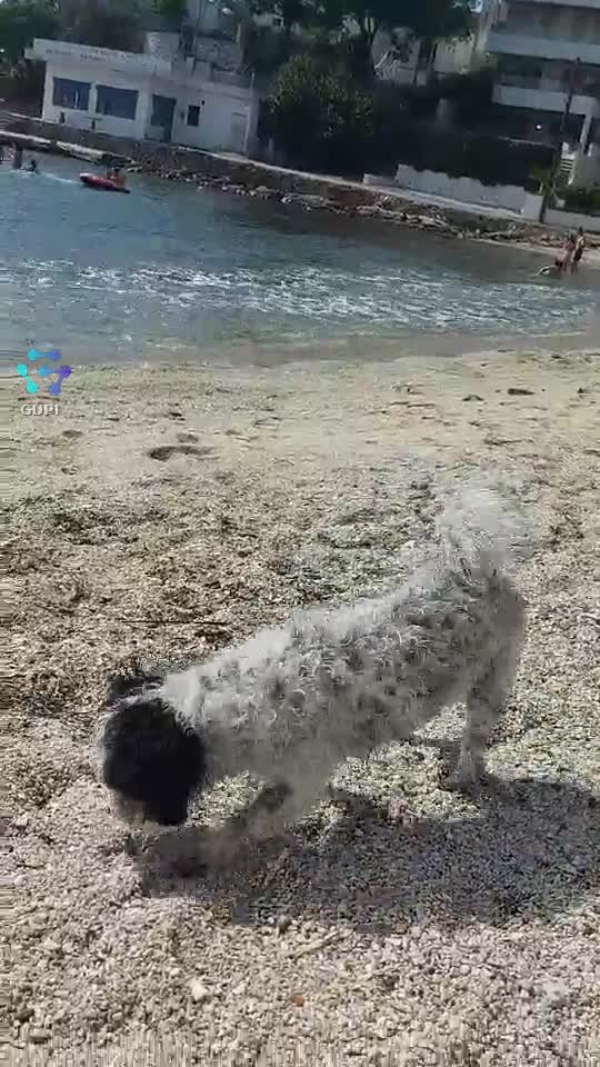 te ador