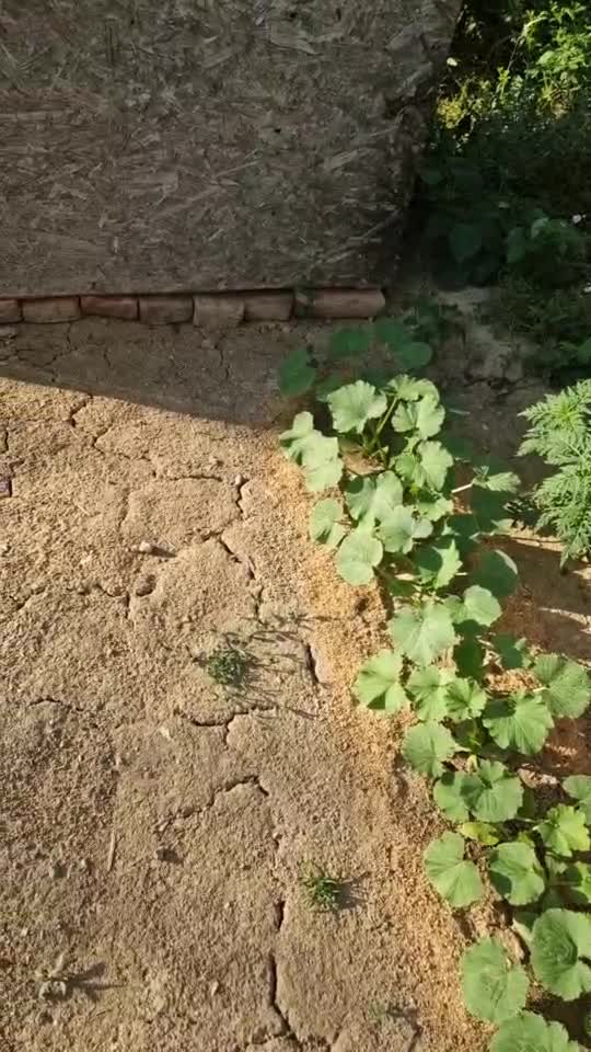 Oare se fac castraveții?