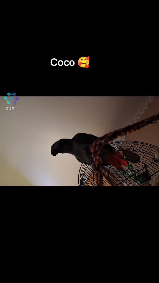 Video de @gupiuser158207