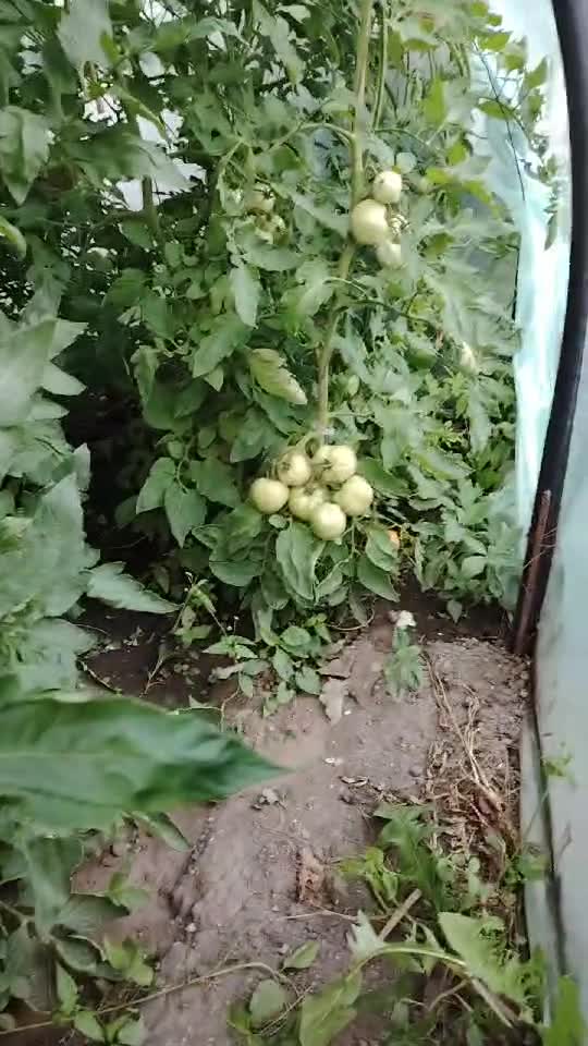 viața la țară.