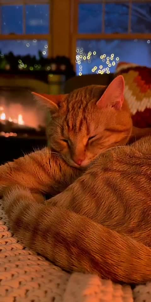 Winter Mode: Cat Activated Energy-Saving Until Spring! 🐱💤❄️
