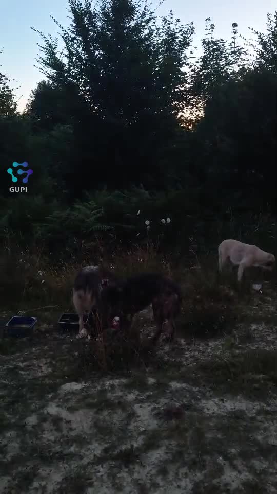 Video de @gupiuser164981