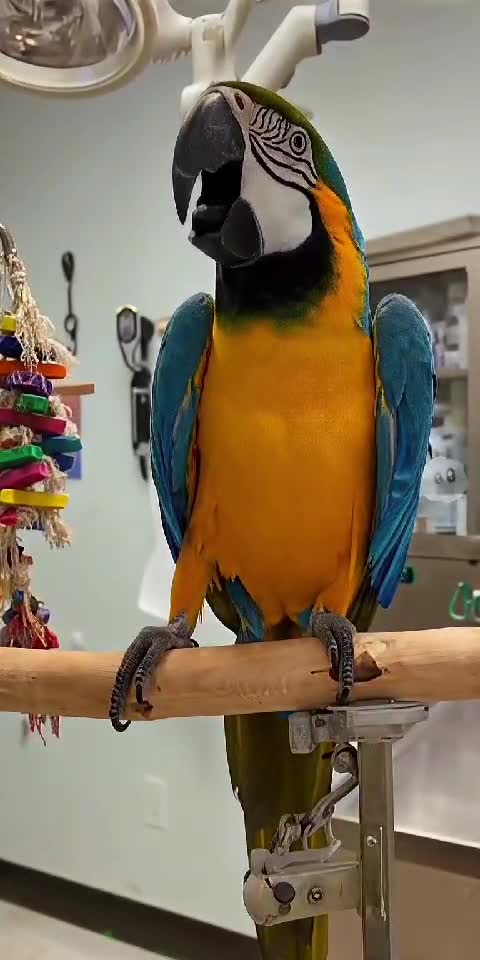 Parrot Gossip Hour 🦜📞