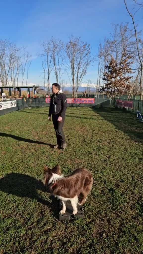 Pasiune , dragoste, distracție și răbdare.... reguli pentru un dresaj de calitate.