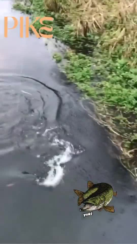 #fishing