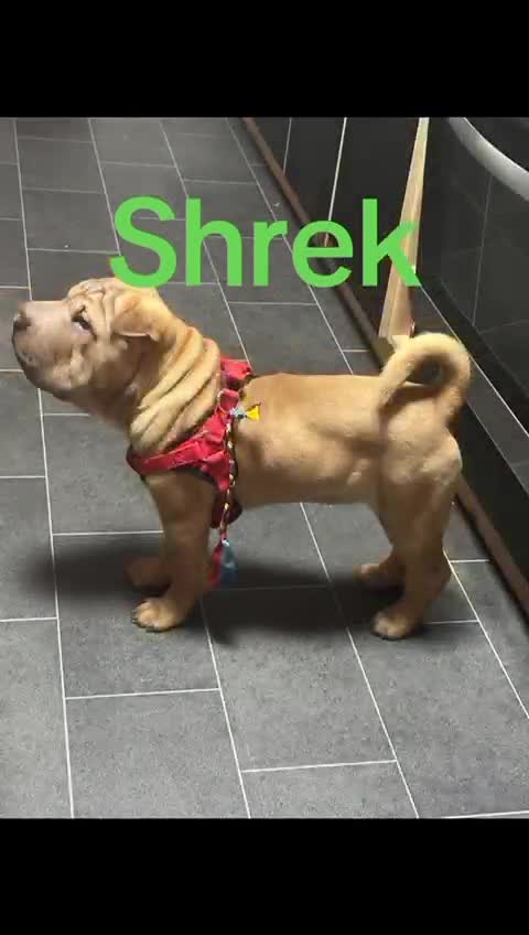 #shrek