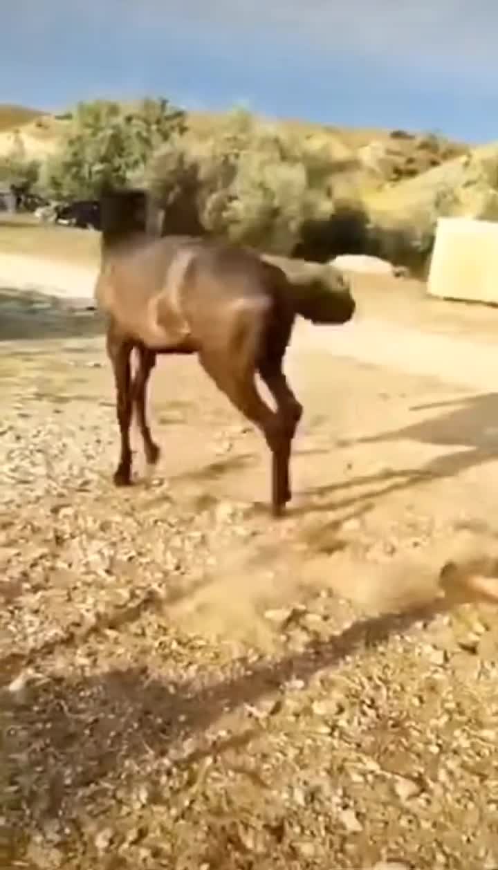 🐎🐎