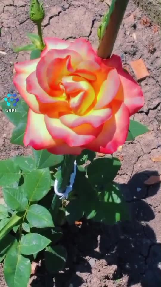 Video de @gupiuser248495