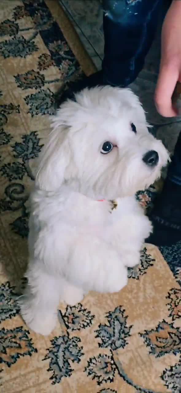 #bichon