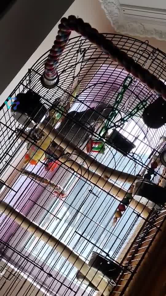 Video de @gupiuser158207