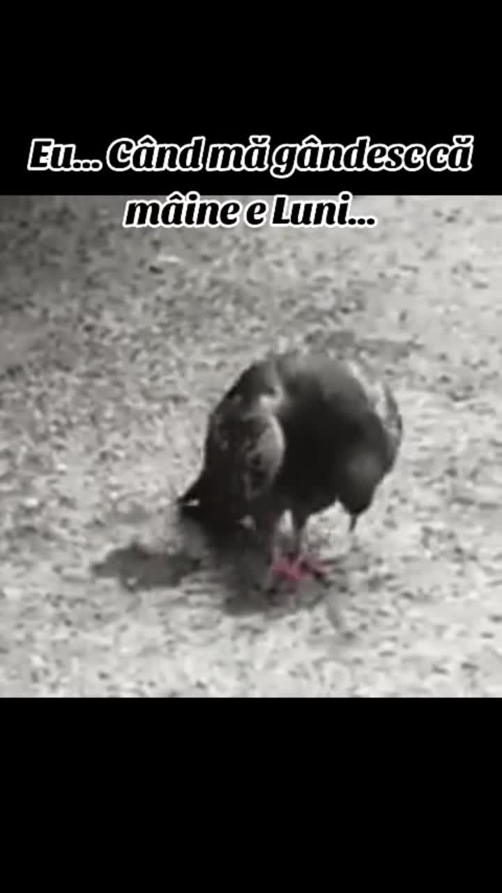 Video de @gupiuser144503