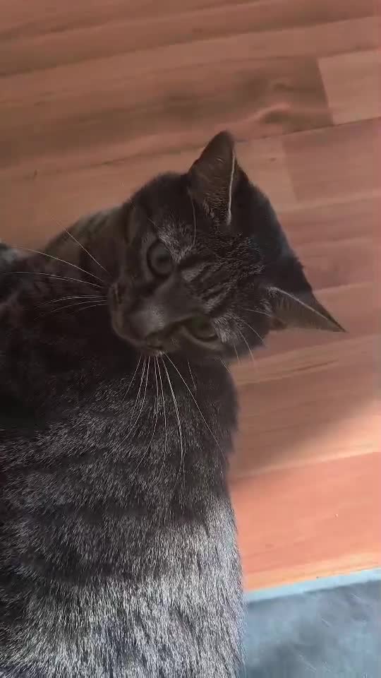 #cat