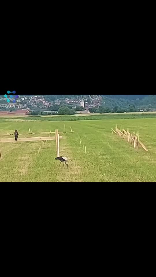 Video de @FLRica06