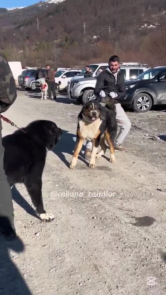 juniori de top de la expoziția Canină Comarnic