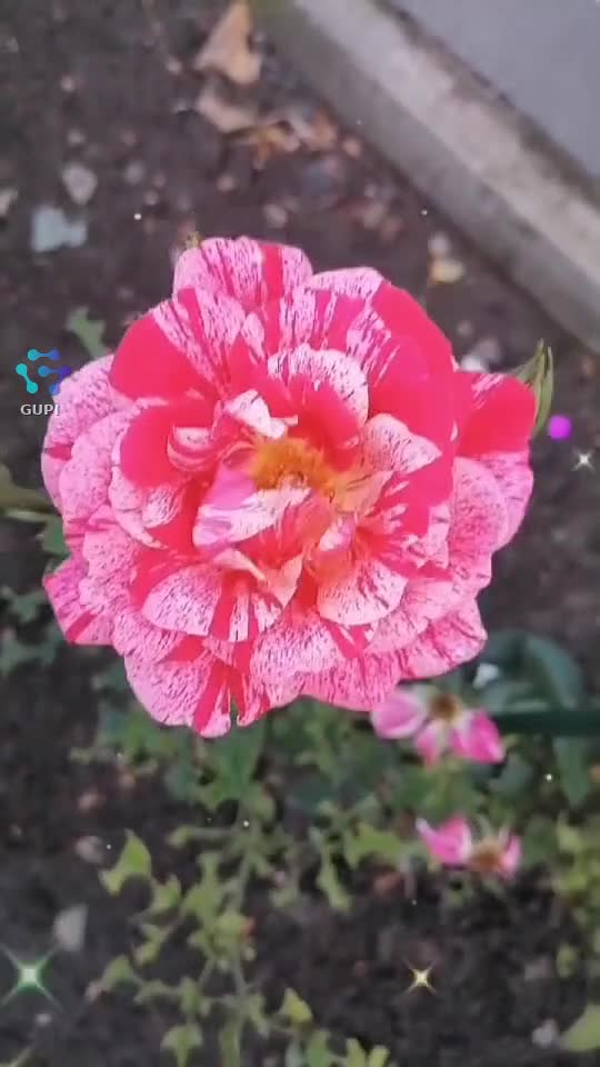 Video de @gupiuser365646