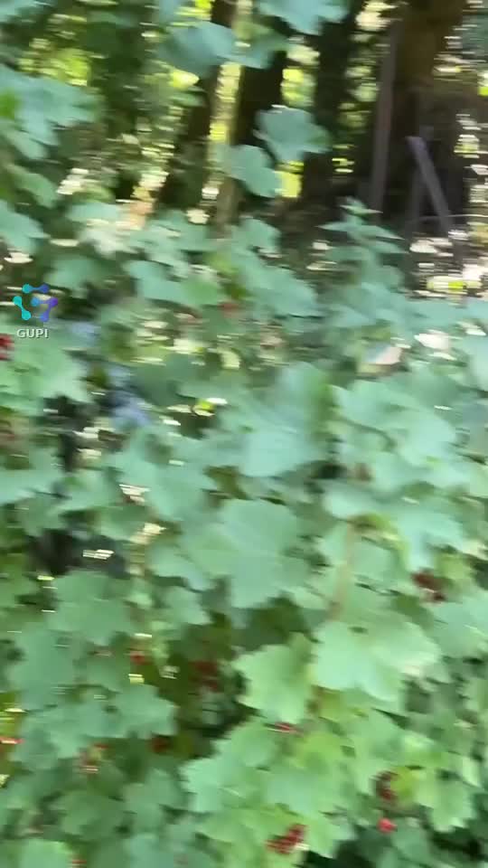 Video de @🇨🇭Vasile1805🇧🇪