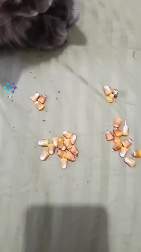 Video de @gupiuser342548