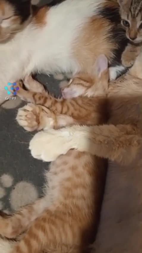 Ghost Cats