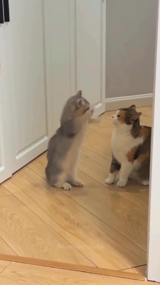 😺 Cats and Kitten Lovely Moments 🥰| Cute and Funny Viral Videos 🐈    👇🏼 YouTube.com/@GeorgeChristmas