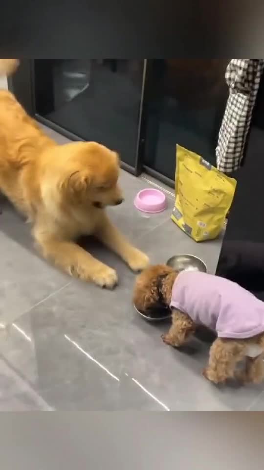 🐶 Funny Dogs | Hilarious Pets Moments 🐕    👇🏼 YouTube.com/@GeorgeChristmas