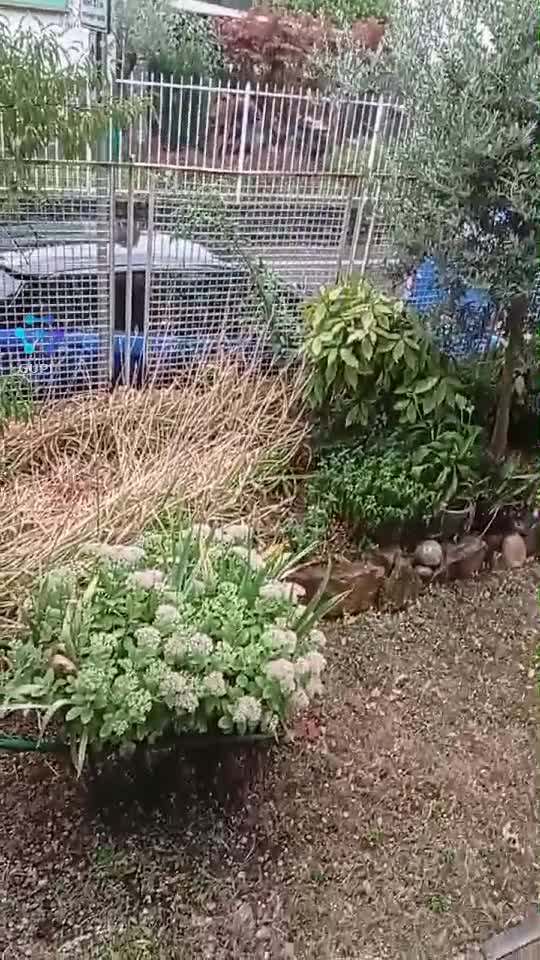 Video de @gupiuser158256