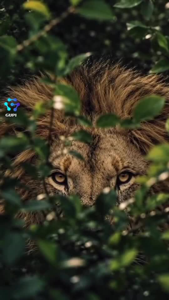 Video de @gupiuser386249