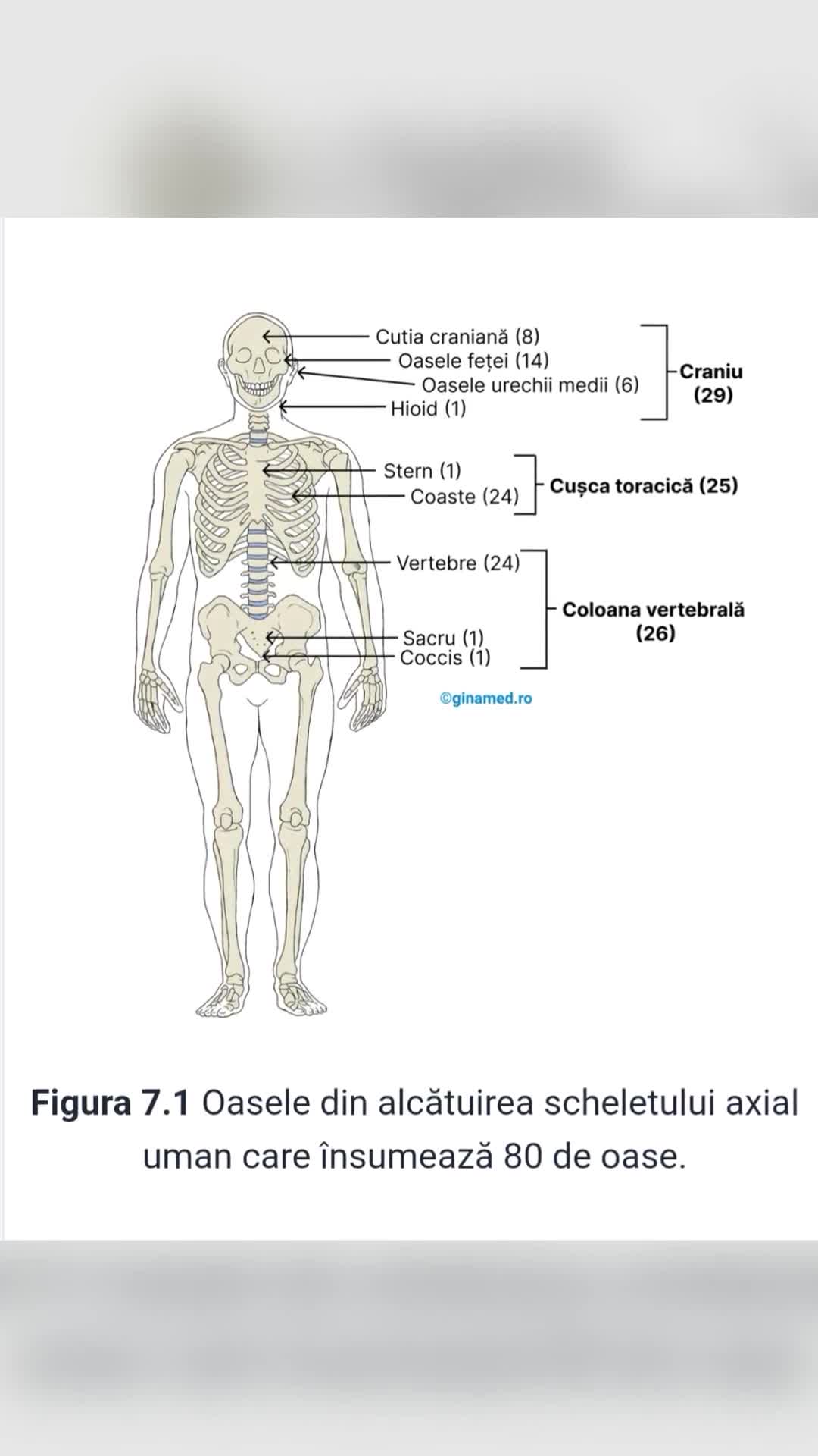 Scheletul uman cuprinde 206 oase. Acestea se află sub controlul a sute de mușchi scheletici care la rândul lor sunt controlați pe calea impulsurilor