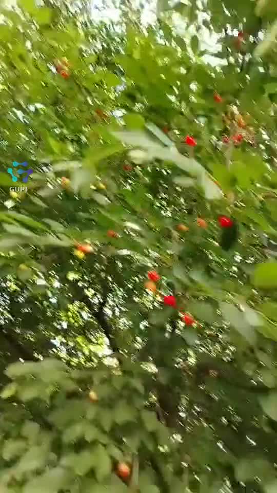 Video de @gupiuser153804