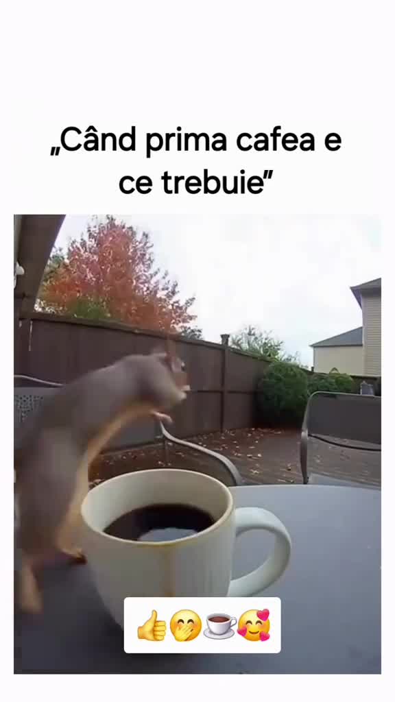 Video de @gupiuser165774