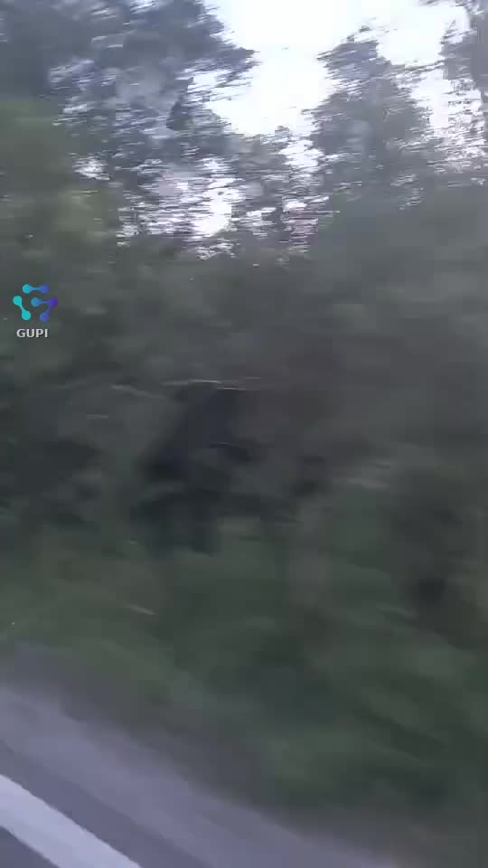 Video de @gupiuser164981