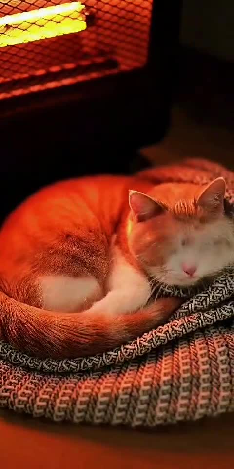Cat Steals the Warmest Spot 😼🔥