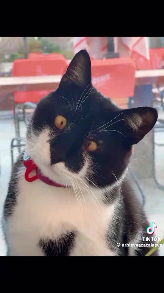 #catlove