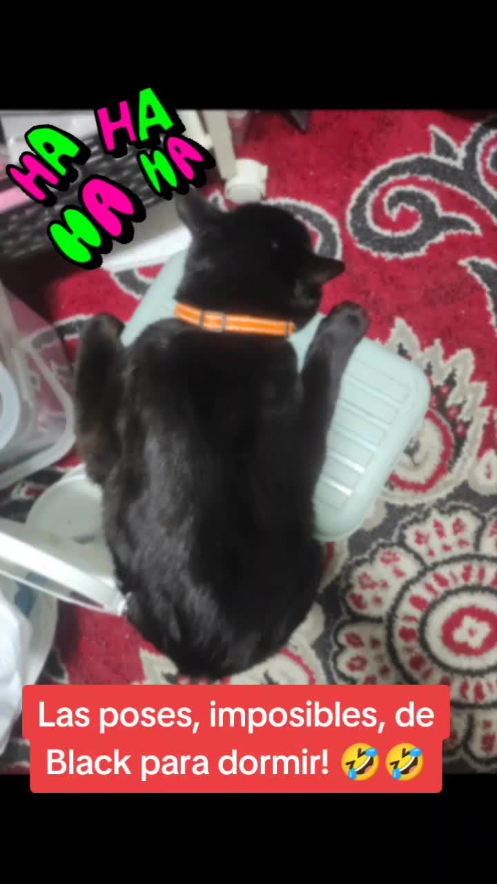 Black, 😻poziții imposibile pentru somn! 🤣🤣🤣